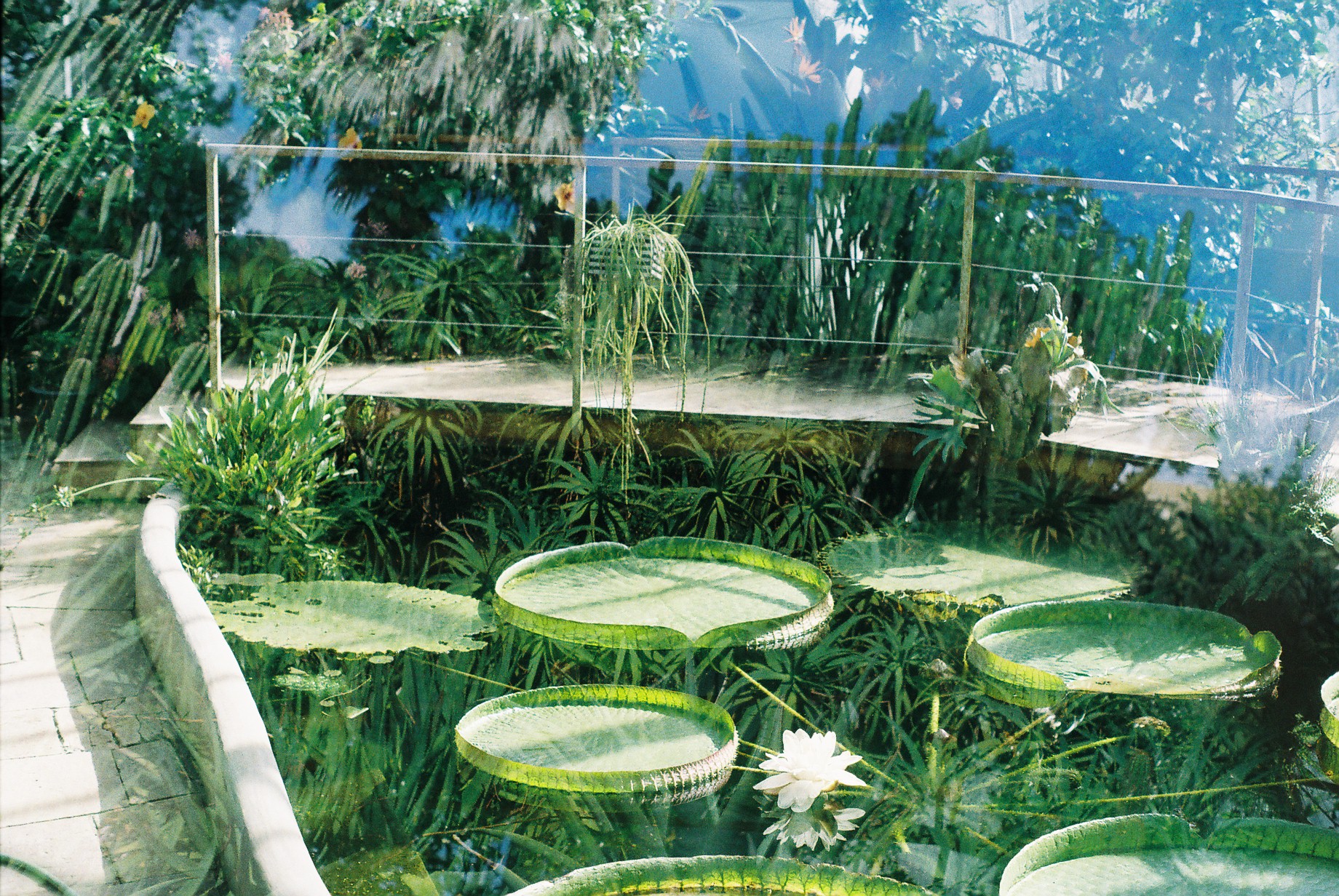 Water lilies in a lush greenhouse